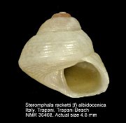 Steromphala racketti (f) albidoconica